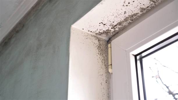 Attic Mold Removal in The Acreage, FL