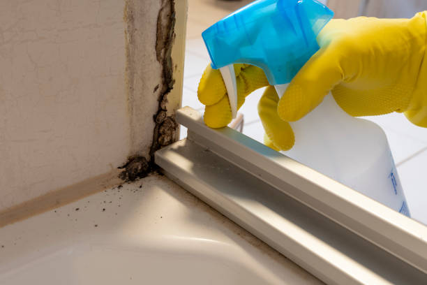 Best Mold Removal and Inspection  in The Acreage, FL