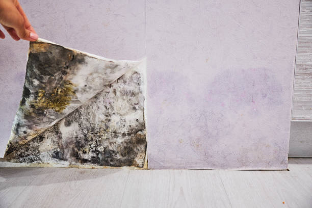 Best Mold Damage Repair  in The Acreage, FL